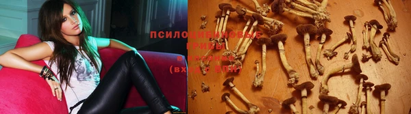 трава Белокуриха
